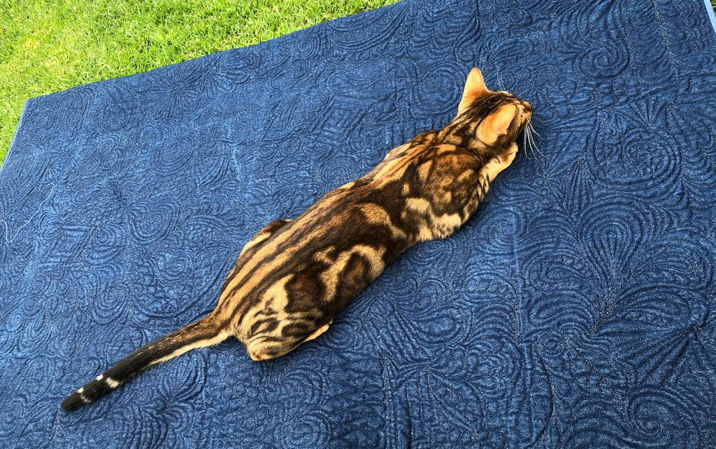 Shweshwe quilt back with Archie the bengal cat
